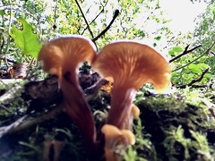 Lentinellus cochleatus