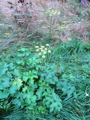 Heracleum sphondylium sibiricum