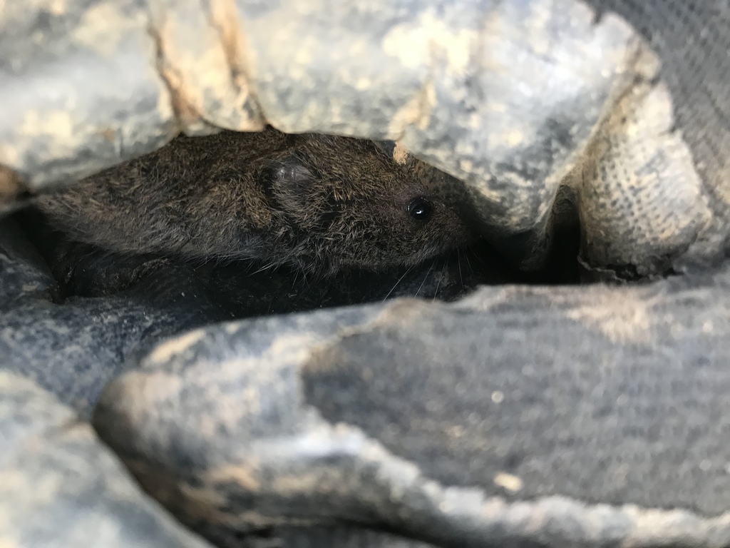 Meadow Vole from Langley, BC, Canada on September 15, 2021 at 09:57 AM ...