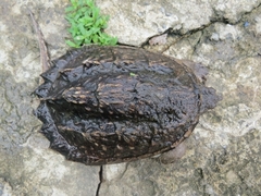 Chelydra rossignonii