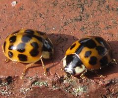 Harmonia axyridis