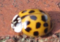 Harmonia axyridis