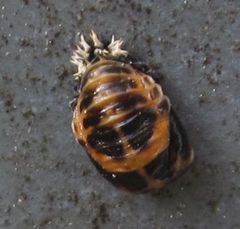 Harmonia axyridis