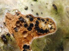 Melanconis stilbostoma