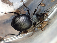 Scaphinotus punctatus