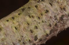 Melanconis stilbostoma