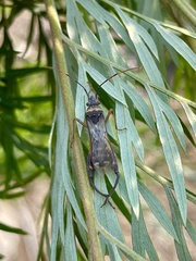 Tupalus fasciatus