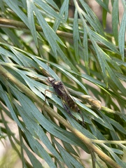 Tupalus fasciatus