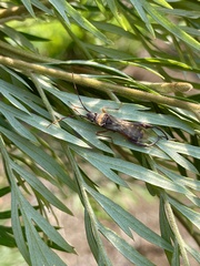 Tupalus fasciatus