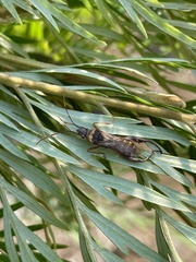 Tupalus fasciatus