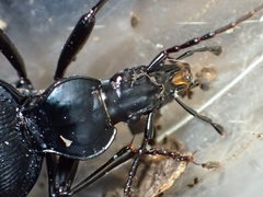 Scaphinotus punctatus