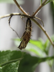 Actinote pellenea pellenea