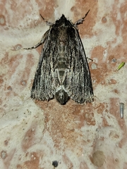 Neogalea sunia
