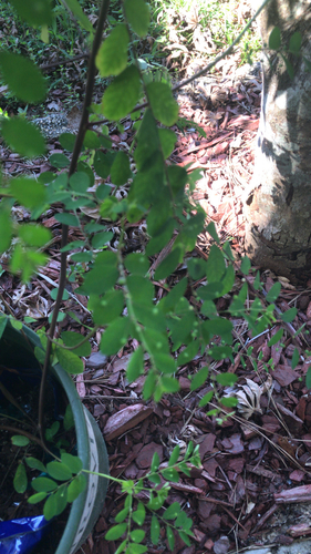 Phyllanthus tenellus image