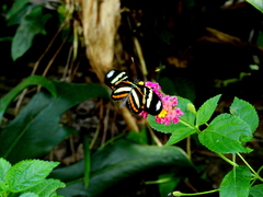 Heliconius ethilla polychrous