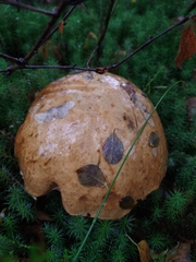 Leccinum duriusculum