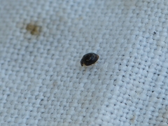 Clitostethus arcuatus