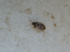 Hyalochilus ovatulus