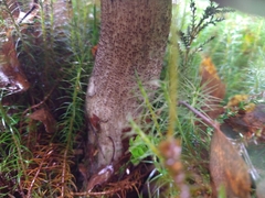 Leccinum duriusculum