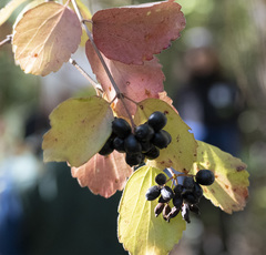 Viburnum ellipticum