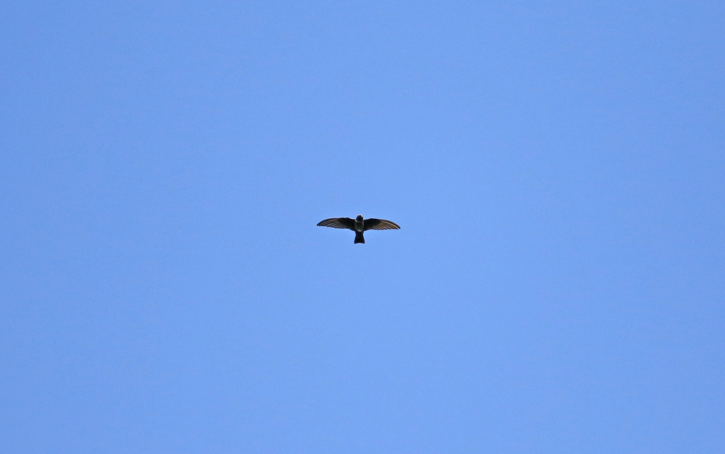 White-chested Swift