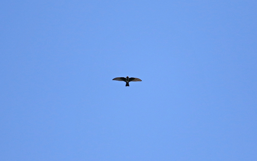 White-chested Swift
