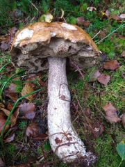 Leccinum duriusculum
