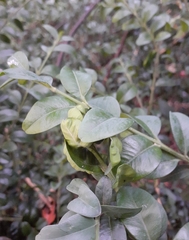 Psylla buxi