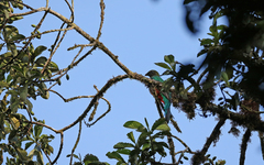 Pharomachrus antisianus