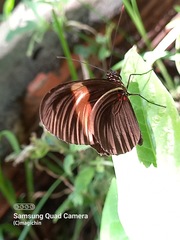 Heliconius erato adana