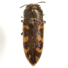 Acmaeodera texana