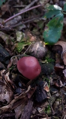Mycena sororia
