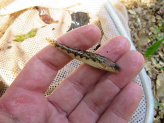 Etheostoma duryi