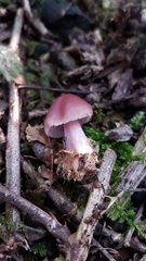 Mycena sororia