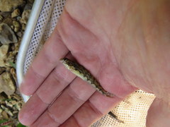 Etheostoma duryi