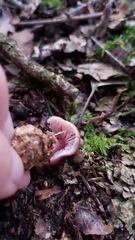 Mycena sororia