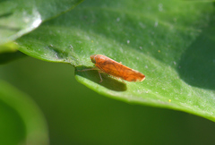 Synophropsis