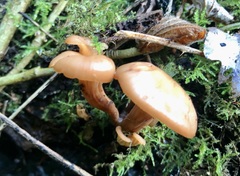 Lentinellus cochleatus