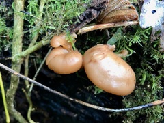 Lentinellus cochleatus