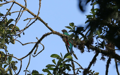 Pharomachrus antisianus