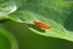 Synophropsis