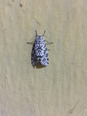 Alpenus maculosa