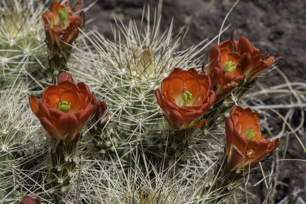 Echinocereus coccineus — an easy houseplant, prefers full sun light