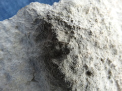 Allocaeculus