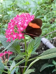 Heliconius erato adana