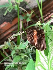 Heliconius erato adana