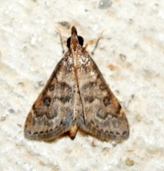 Steniodes declivalis