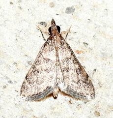 Steniodes declivalis