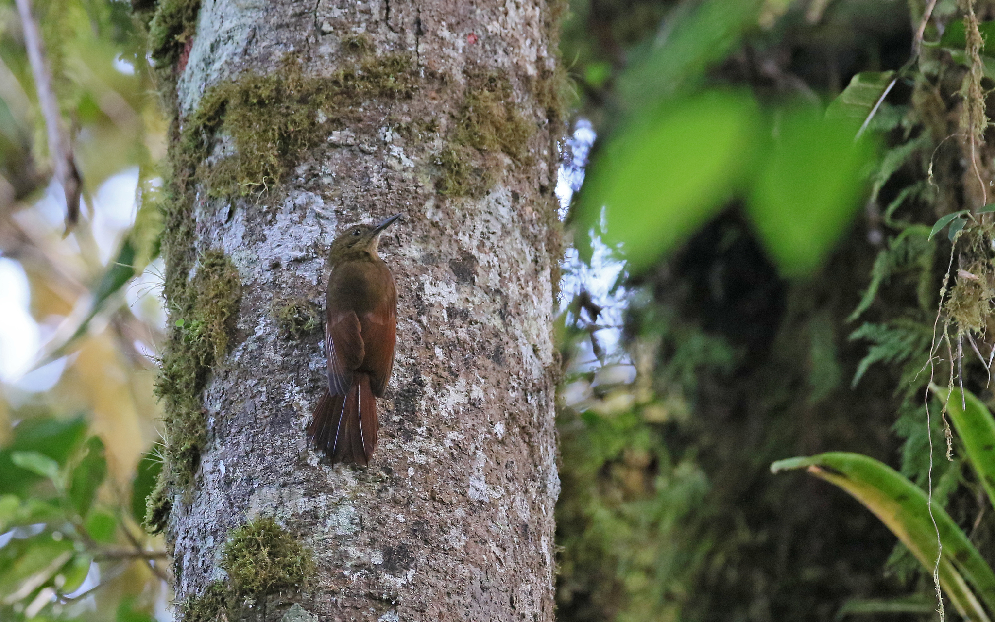 Tyrannine Woodcreeper (Dendrocincla tyrannina), photo 3