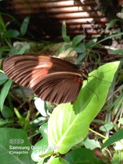 Heliconius erato adana
